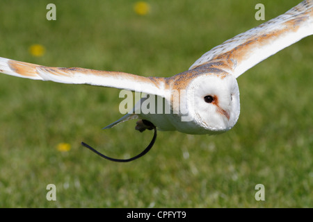 Barbagianni battenti in cattività in un display Foto Stock