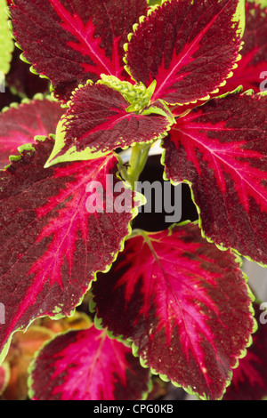 Coleus foglie, Coleus Blumei Foto Stock