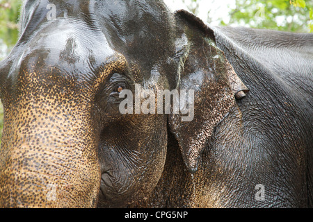 Primo piano della cattività di elefante asiatico, Elephas maximus maximus, Sri Lanka, Asia Foto Stock