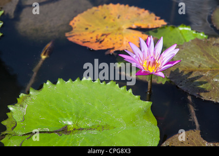 DA NANG, VIETNAM - MARZO 02: primo piano di un fiore di loto il 2 marzo 2012 di Da Nang, Vietnam. (Foto di Rob sfera/Getty Images) Foto Stock