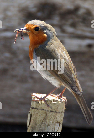 Robin su un palo da recinzione in primavera Foto Stock