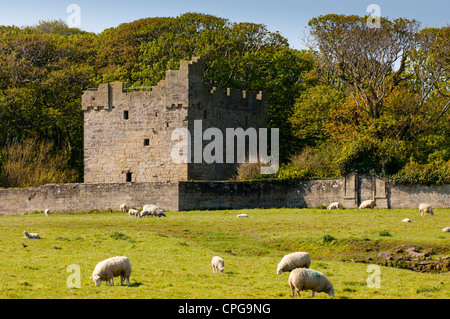 Torre di Cresswell Foto Stock