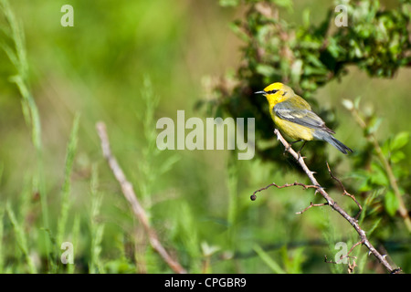 Blue-Winged trillo (Vermivora cyanoptera ) Foto Stock