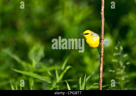 Blue-Winged trillo (Vermivora cyanoptera ) Foto Stock