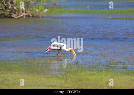 Dipinto di Stork, Mycteria leucocephala, Yala National Park, Sri Lanka, Asia Foto Stock