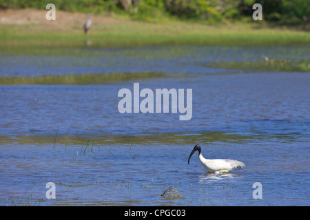 A testa nera o Ibis Oriental White Ibis, Threskiornis melanocephalus, Yala National Park, Sri Lanka, Asia Foto Stock