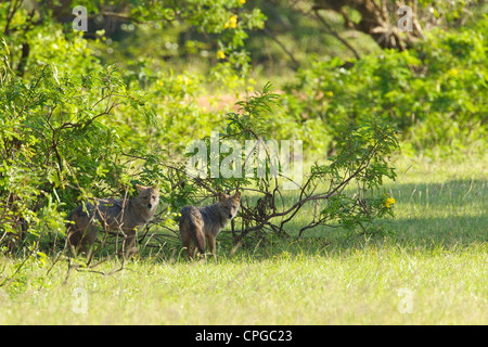 Il governo dello Sri Lanka o Indiano meridionale Jackal, Canis aureus naria, Yala National Park, Sri Lanka, Asia Foto Stock