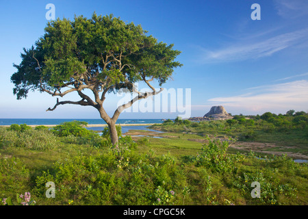 Il paesaggio costiero, Yala National Park, Sri Lanka, Asia Foto Stock