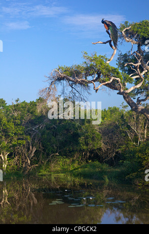 Peafowl indiano, Pavo Cristatus, Yala National Park, Sri Lanka, Asia Foto Stock