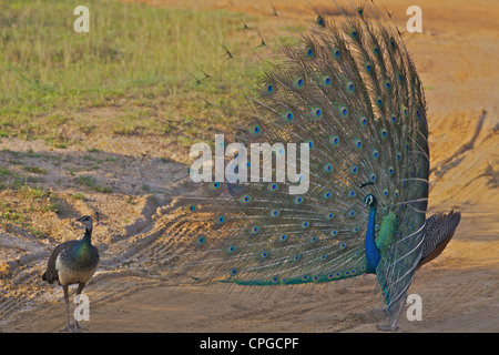 Peafowl indiano, Pavo Cristatus, peacock cercando di impressionare femmina, Yala National Park, Sri Lanka, Asia Foto Stock