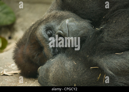 Gorilla dorme nella sua gabbia allo zoo di Madrid, Spagna Foto Stock