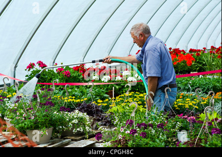 Irrigazione giardiniere freschi fiori di primavera per la vendita in una piccola città vivaio. Foto Stock