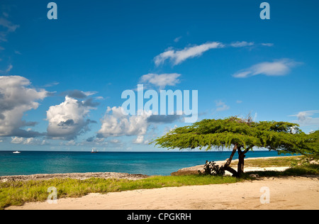 Divi-divi albero sull'isola di Aruba. Mare tropicale sulla spiaggia. Foto Stock