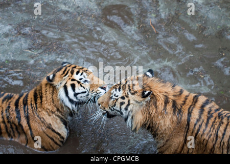 Due le tigri siberiane in acqua poco profonda Foto Stock