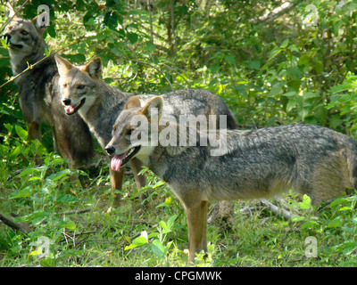 Golden-backed jackal, Yala National Park, Sri Lanka, Asia Foto Stock