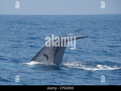 Balena Blu, Balaenoptera musculus, tailfin con whalesuckers, Remora australis, Oceano Indiano off Mirissa, Sri Lanka, Asia Foto Stock