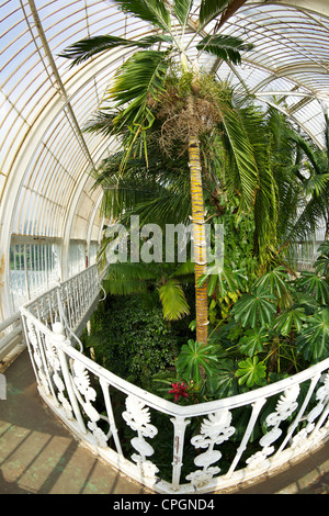 Passerella di serra, la Casa delle Palme interno, Kew Royal Botanic Gardens, Londra, Inghilterra, UK, Regno Unito, GB Gran Bretagna, Foto Stock