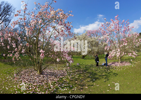 Alberi di magnolia in primavera, Kew Royal Botanic Gardens, Londra, Inghilterra, UK, Regno Unito, GB Gran Bretagna, Isole britanniche, Foto Stock