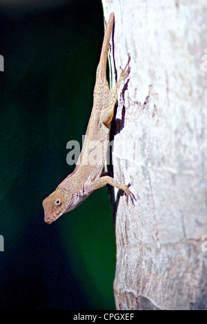 PUERTO RICO las cabezas de san juan RISERVA NATURALE (El Faro) a Fajardo - gestito dalla conservazione fiducia di Puerto Rico. Foto Stock