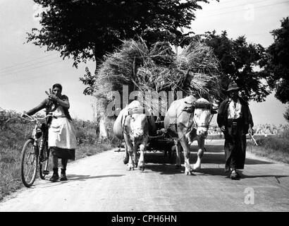 Agricoltura, fieno, raccolto, agricoltori con carro di fieno su strada, Germania, anni 50, diritti aggiuntivi-clearences-non disponibile Foto Stock