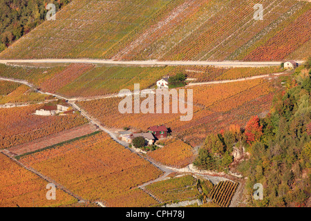 La coltivazione, Eringer valley, Euseigne, Autunno Autunno a colori, i colori autunnali, agricoltura, pattern, natura, vigneti Vigneti t Foto Stock