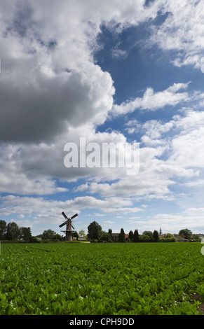 Paesi Bassi, Olanda, Europa, Wolphaartsdijk, mulino a vento, Campo, Prato, estate, nuvole, Tower mill, Speranza Foto Stock