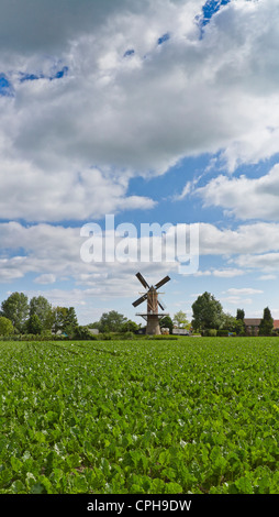 Paesi Bassi, Olanda, Europa, Wolphaartsdijk, mulino a vento, Campo, Prato, estate, nuvole, Tower mill, Speranza Foto Stock