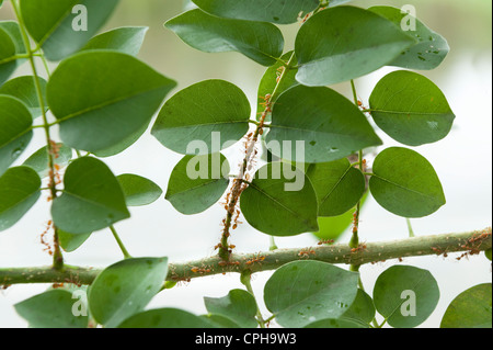 Weaverants Filippine tessitori formiche Oecophylla sulle loro foglie nido, colonia formicidae verde socievole squadra di lavoro sociale Foto Stock