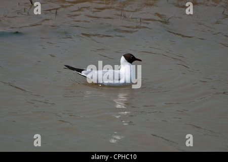 Testa nera Gull Chroicocephalus ridibundus Foto Stock