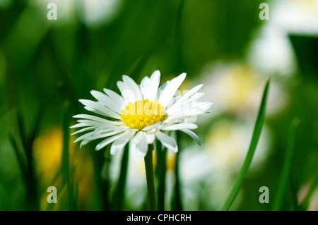 Primo piano di un bellissimo fiore a margherita (Bellis perennis) Foto Stock