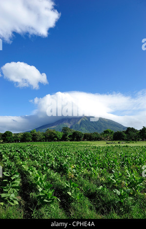 Tabacco, piante, Volcan, concezione, isola di Ometepe, Lago de Nicaragua Nicaragua, UNESCO Patrimonio Mondiale, America centrale, San Foto Stock