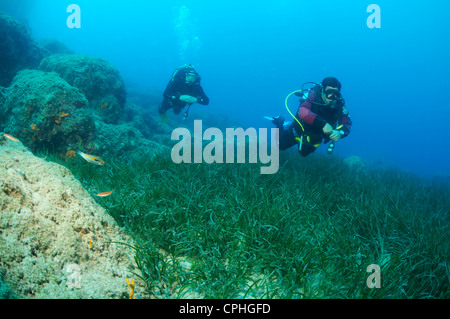 Due subacquei sсuba nuotare sopra i canneti di marine Zostera eelgrass Foto Stock