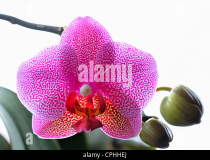 Retroilluminato Orchidea rosa (Phalaenopsis) Foto Stock