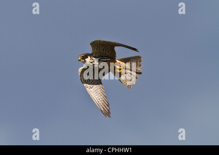 Hobby (Falco Subbuteo®) in volo, Wicken, Cambridgeshire Foto Stock