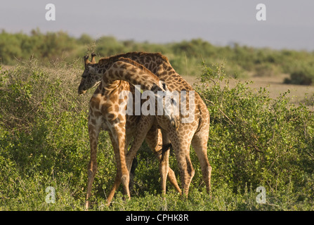 Masai giraffe "necking" Foto Stock