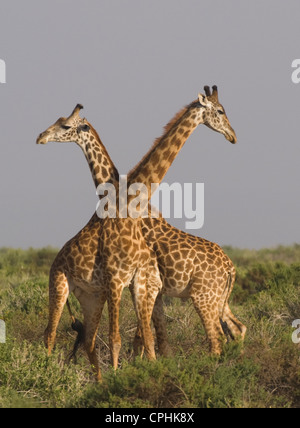 Masai giraffe "necking" Foto Stock