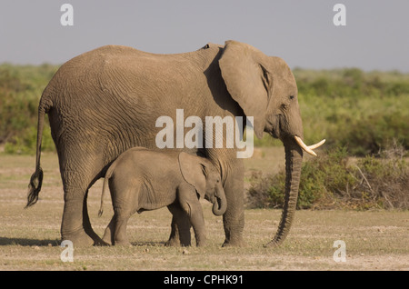 Mucca e vitello elephant Foto Stock