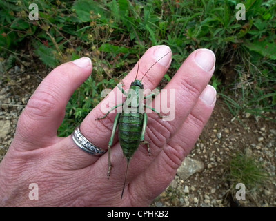 Il Mormon Cricket Anabrus simplex Rio Grande Foresta Nazionale di Colorado USA Foto Stock