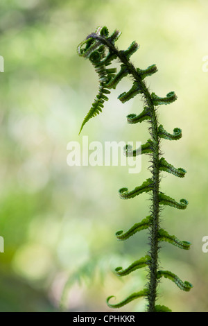 Dryopteris atrata. Shaggy scudo Fern / Hardy scudo Fern dispiegarsi in . UKspring Foto Stock