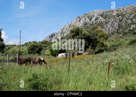 I cavalli sulle pendici della montagna di Reales in Sierra Bermeja, vicino a Casares, provincia di Malaga, Andalusia, Spagna, Europa occidentale. Foto Stock