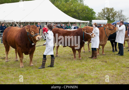 Limousin bovini in mostra Foto Stock