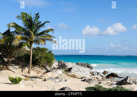 Palm tree in una spiaggia tropicale in una giornata di sole Foto Stock