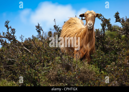 Wild brown capra su Creta in Grecia Foto Stock