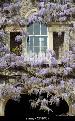 Wisteria sinensis si fonde con una rosa rampicante a Hanham Court Gardens Near Bath, Regno Unito home del giardino designer Julian e Isabel B Foto Stock