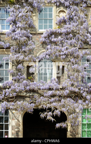 Wisteria sinensis si fonde con una rosa rampicante a Hanham Court Gardens Near Bath, Regno Unito home del giardino designer Julian e Isabel B Foto Stock