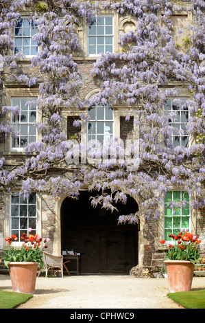 Wisteria sinensis si fonde con una rosa rampicante a Hanham Court Gardens Near Bath, Regno Unito home del giardino designer Julian e Isabel B Foto Stock