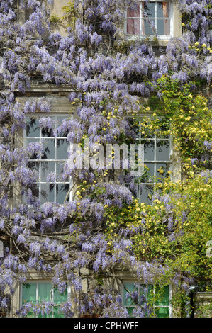 Wisteria sinensis si fonde con una rosa rampicante a Hanham Court Gardens Near Bath, Regno Unito home del giardino designer Julian e Isabel B Foto Stock