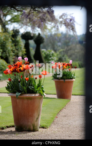 I tulipani in un recipiente in un giardino Inglese UK Foto Stock