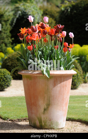 I tulipani in un recipiente in un giardino Inglese UK Foto Stock