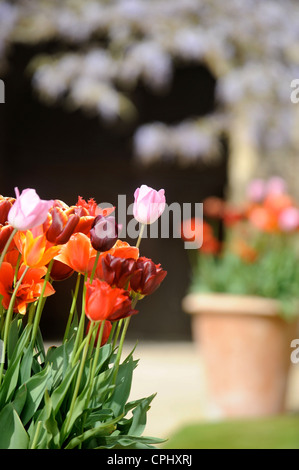 I tulipani in un recipiente in un giardino Inglese UK Foto Stock